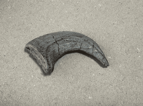 Uña Velociraptor (extremidad inferior)